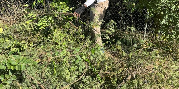 simon leads early morning - MP Simon leads early morning cleanup at