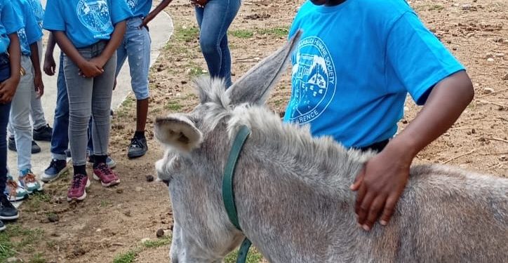 animal ambassador program records - Animal Ambassador Program records increa