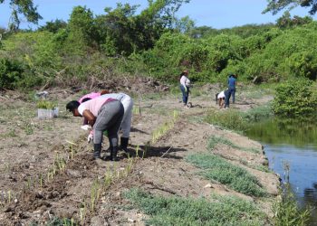 vetiver grass project takes - Vetiver grass project takes root in Fitc