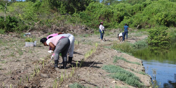 vetiver grass project takes - Vetiver grass project takes root in Fitc
