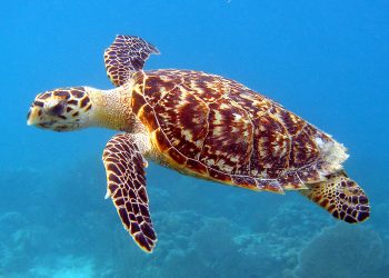 turtle nesting numbers down - Turtle Nesting Numbers Down Early, EAG E