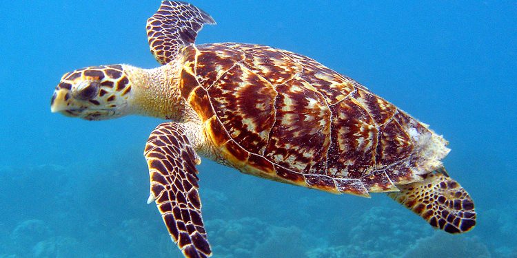 turtle nesting numbers down - Turtle Nesting Numbers Down Early, EAG E