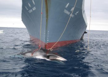environmental groups urge withdrawal - Environmental groups urge withdrawal of