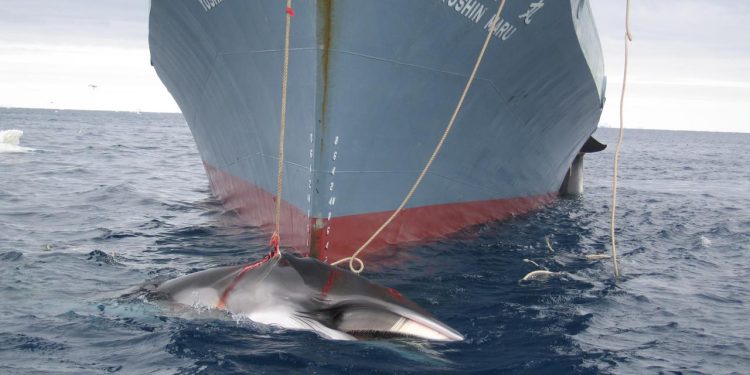 environmental groups urge withdrawal - Environmental groups urge withdrawal of