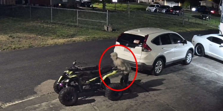 video two caught camera - VIDEO: Two Caught on Camera Stealing Qua