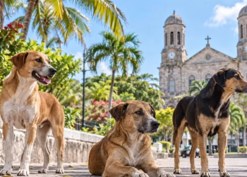 stray dog removal exercise - Stray Dog Removal Exercise Begins in St.